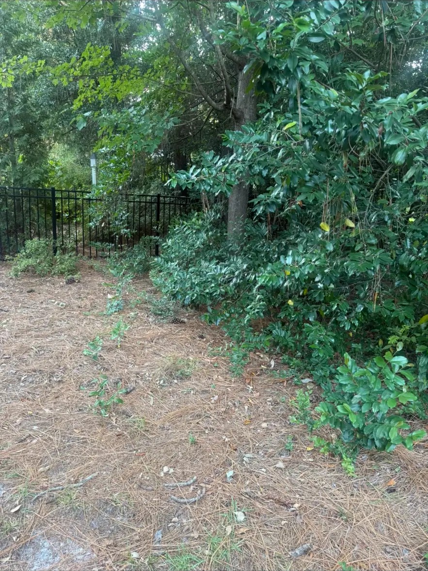 Before — overgrown bushes and weeds along the fence line