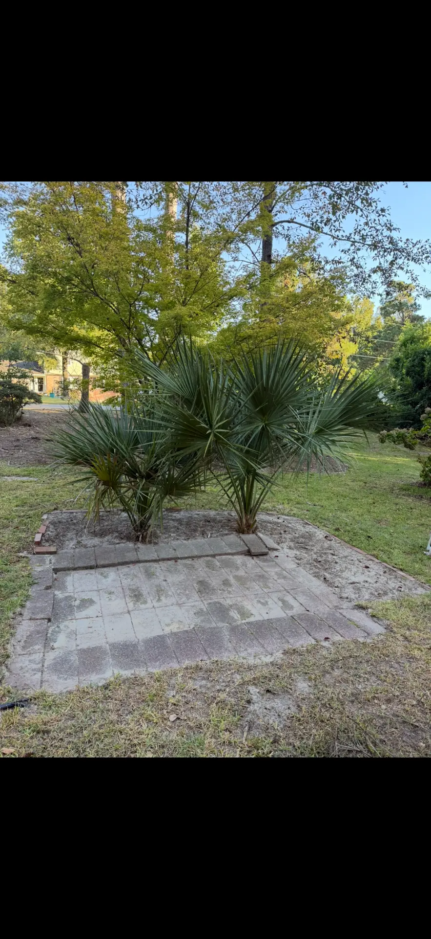 After — paver pad cleaned and edged with the palm bed tidied up