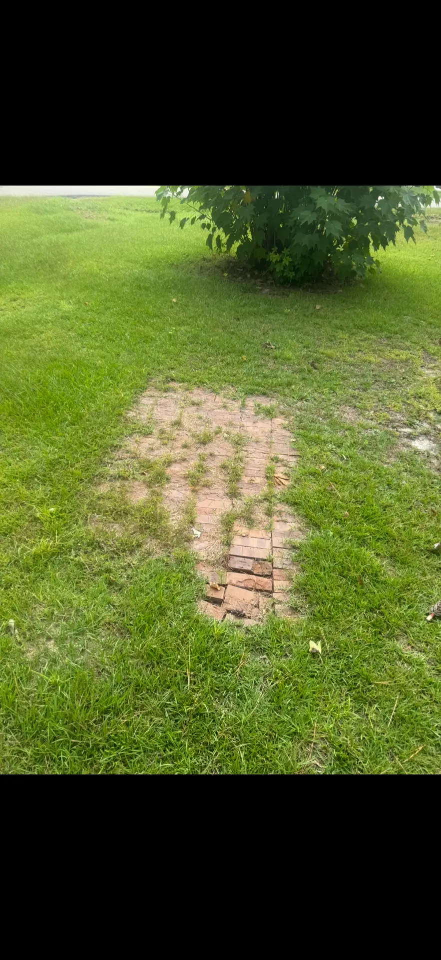 Before — old brick walkway buried under overgrown grass