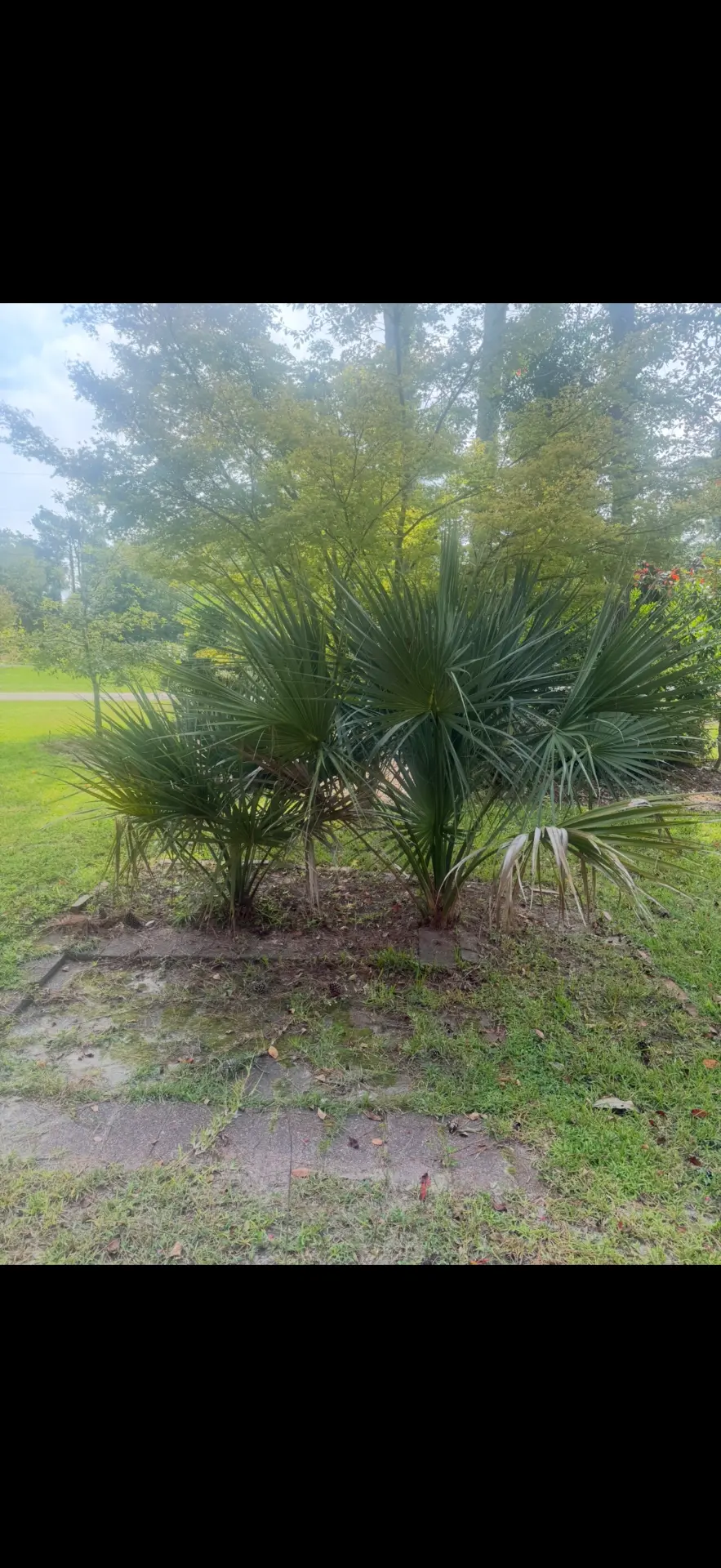 Before — palm bed with grass and weeds overtaking the paver pad