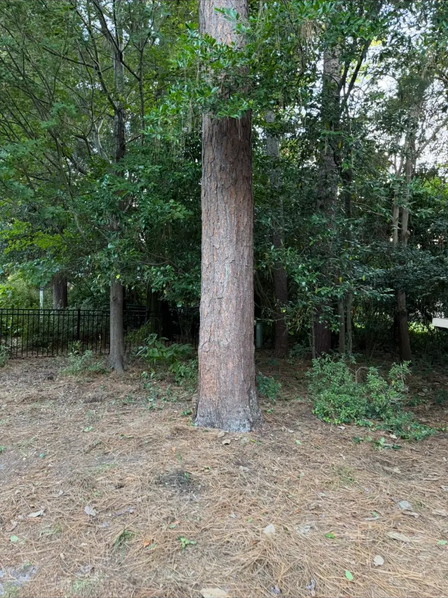 After — cleared tree line with weeds removed and beds tidied up